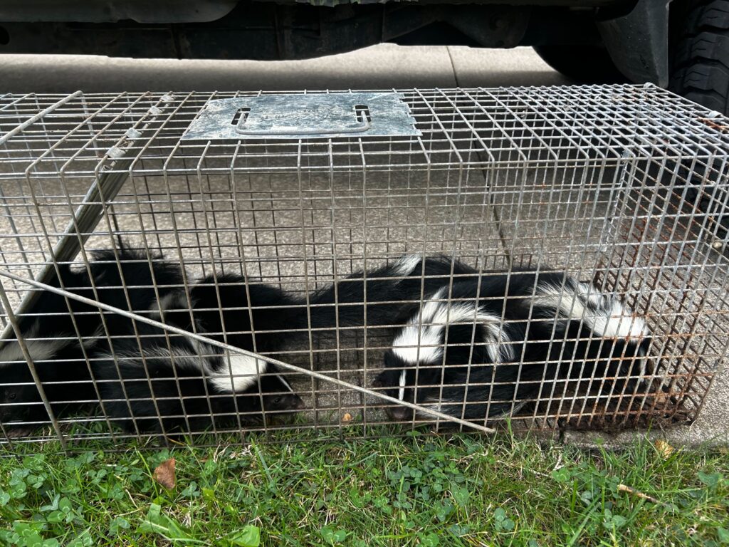 Wildlife Removal Prairieville